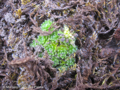Draba aretioides