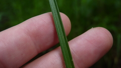 Carex stipata maxima