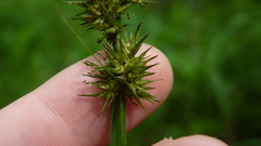 Carex stipata maxima