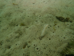 Veretillidae