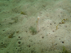 Veretillidae