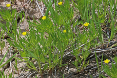 Ranunculus arvensis