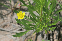 Ranunculus arvensis