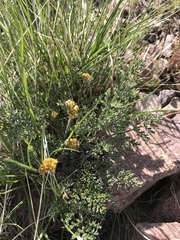 Lomatium grayi