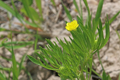Ranunculus arvensis