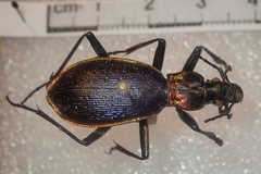 Carabus arcadicus