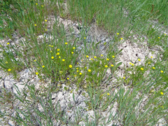 Ranunculus arvensis