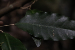 Sarcomelicope simplicifolia