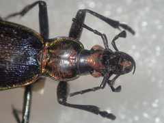 Carabus arcadicus