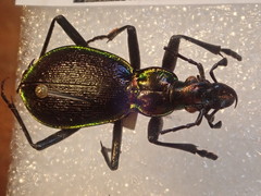 Carabus arcadicus