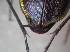 Carabus arcadicus