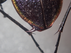 Carabus arcadicus