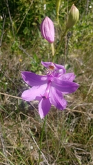 Calopogon tuberosus tuberosus