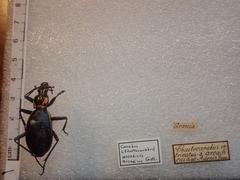 Carabus arcadicus