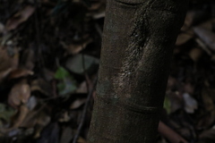 Sarcomelicope simplicifolia