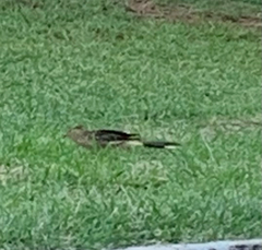 Guira guira