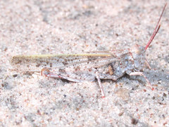 Trimerotropis agrestis