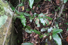 Uvaria leichhardtii