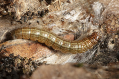 Pococera aplastella