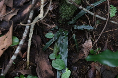 Asplenium attenuatum