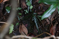 Asplenium attenuatum