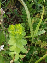 Euphorbia helioscopia image