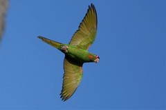 Psittacara mitratus