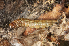 Pococera aplastella