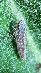 Amphigonalia severini