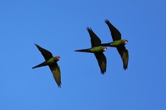 Psittacara mitratus