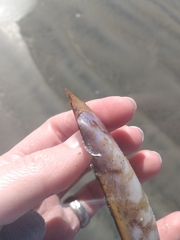 Modiolatus neglectus