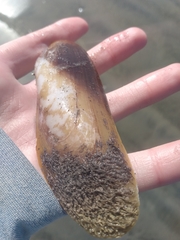 Modiolatus neglectus