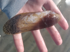 Modiolatus neglectus