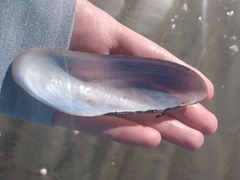 Modiolatus neglectus