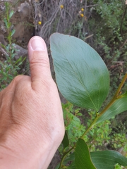 Acacia phlebophylla