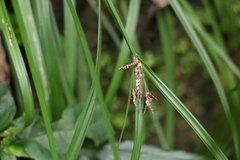 Cyperus tetraphyllus