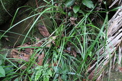 Cyperus tetraphyllus