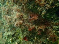 Enneapterygius atrogulare