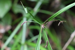 Cyperus tetraphyllus