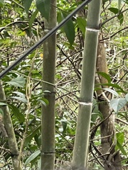 Phyllostachys edulis
