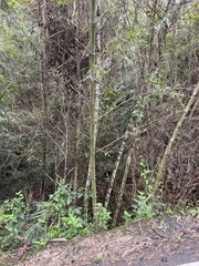 Phyllostachys edulis