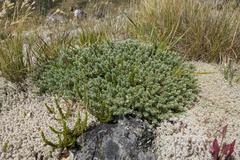 Pimelea mesoa mesoa