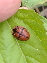 Botanochara planipennis