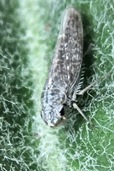 Amphigonalia severini