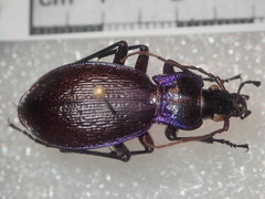 Carabus lefebvrei lefebvrei