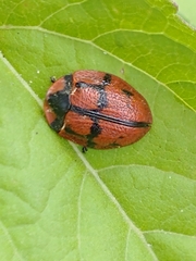 Botanochara planipennis