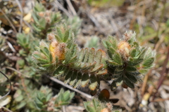 Pimelea mesoa mesoa