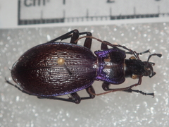 Carabus lefebvrei lefebvrei