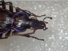 Carabus lefebvrei lefebvrei