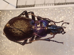 Carabus lefebvrei lefebvrei